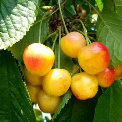 Черешня ЯНТАРНАЯ в Могилёве