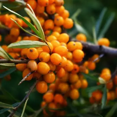 Облепиха МОСКОВСКАЯ ПРОЗРАЧНАЯ в Могилёве