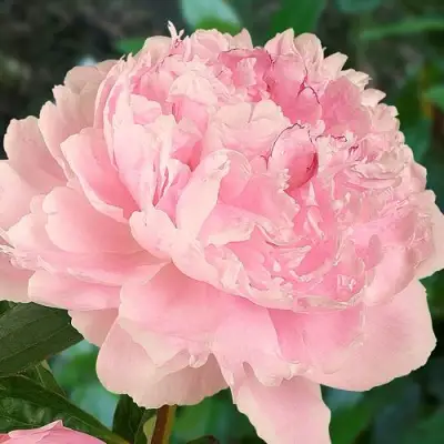 Пион САРА БЕРНАРД травянистый в Могилёве