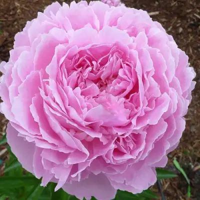 Пион ДЖАКОРМА травянистый в Могилёве