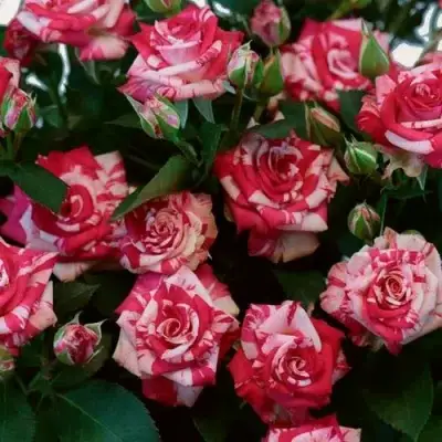 Роза ФАЙЕР ВОРКС миниатюрная в Могилёве