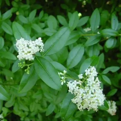 Бирючина обыкновенная АТРОВИРЕНС в Могилёве