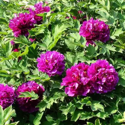 Пион ОРНАМЕНТ древовидный в Могилёве