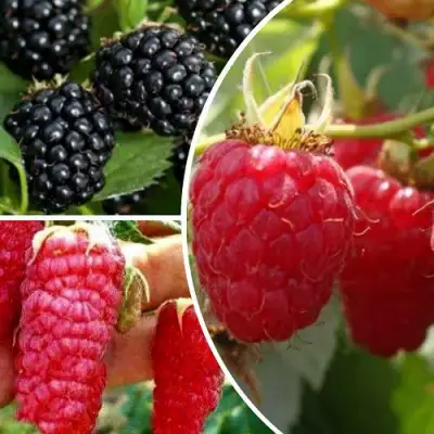 Комплект ЯГОДНЫЙ МИКС в Могилёве