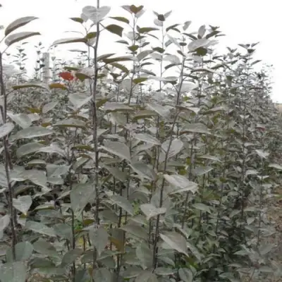 Подвой яблони 54-118 в Могилёве