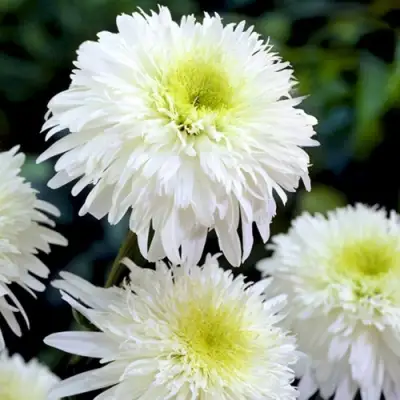 Нивяник ФИОНА ГОГХИЛЛ великолепный в Могилёве