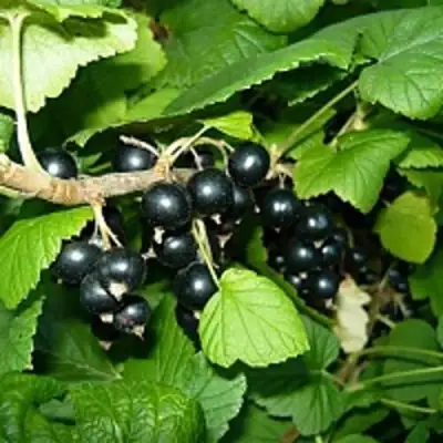 Смородина чёрная ВЕЛОЙ (ЛЕНИНГРАДСКАЯ СЛАДКАЯ) в Могилёве