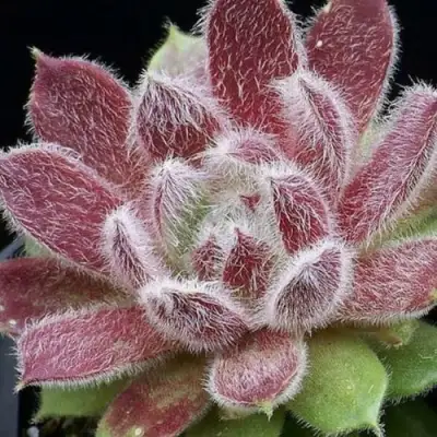 Молодило ТАРАНТУЛА в Могилёве