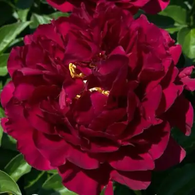 Пион ОЛД ФЕЙТФУЛ травянистый в Могилёве