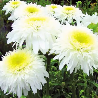 Нивяник ФИОНА ГОГХИЛЛ великолепный в Могилёве