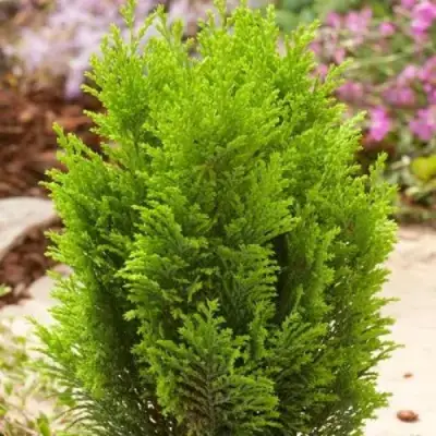 Кипарисовик ЭЛВУДИ ГОЛД лавсона в Могилёве