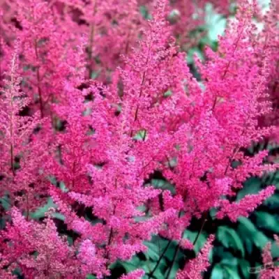 Астильба ЭЛИЗАБЕТ ВАН ВИН японская в Могилёве