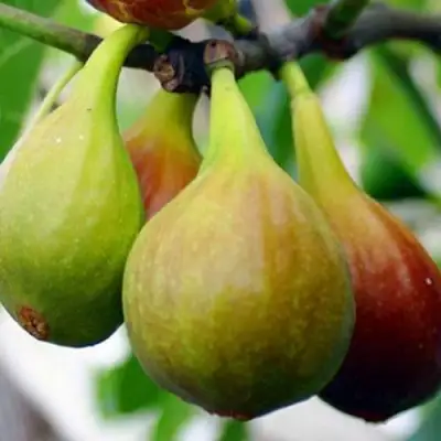 Инжир ДАЛМАТСКИЙ в Могилёве