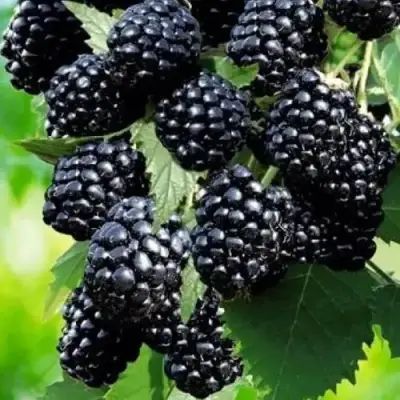 Ежевика АПАЧИ бесшипная  в Могилёве