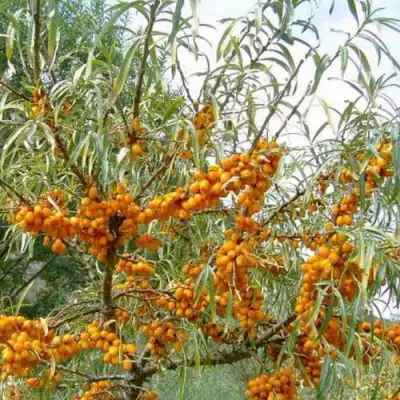 Облепиха ДАР МГУ в Могилёве