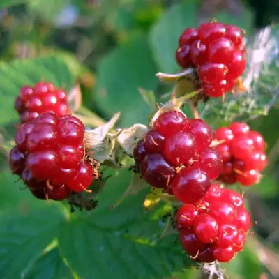 Княженика АСТРА в Могилёве