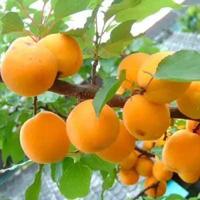 Абрикос ОРИГИНАЛ в Могилёве