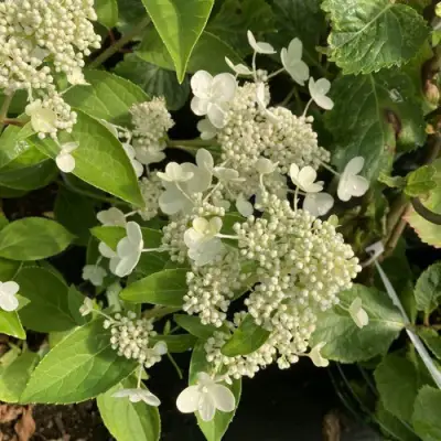 Гортензия ПРИМ ВАЙТ метельчатая в Могилёве