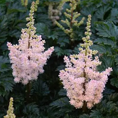 Астильба ЛИЛИПУТ курчавая в Могилёве