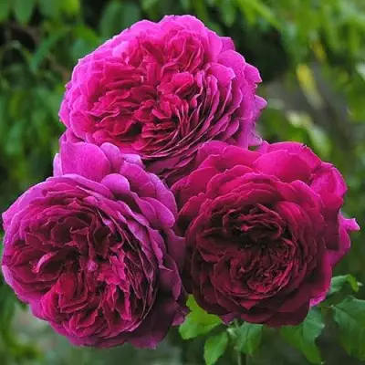 Роза КЕЙТ английская в Могилёве