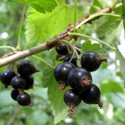 Смородина чёрная ШАРОВИДНАЯ в Могилёве