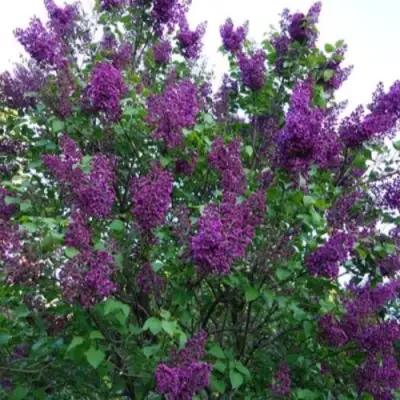 Сирень СУМЕРКИ в Могилёве