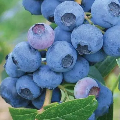 Голубика ЭРЛИБЛЮ в Могилёве