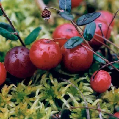 Клюква МАК ФАРЛИН в Могилёве