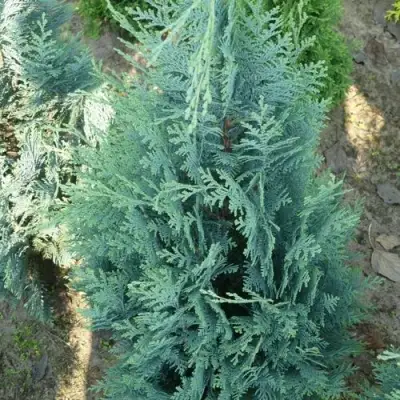 Кипарисовик КОЛУМНАРИС лавсона в Могилёве