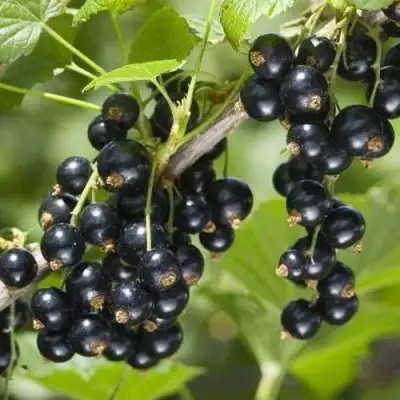 Смородина чёрная ВОЛШЕБНИЦА в Могилёве