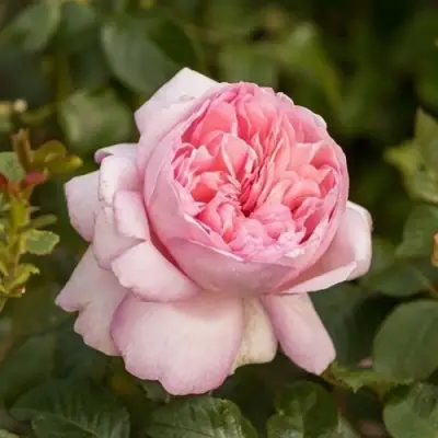 саженцы розы Мауриция