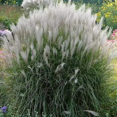 Мискантус КЛЯЙН СИЛЬБЕРСПАЙН китайский  в Могилёве