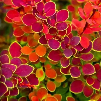 Барбарис ОРАНЖ САНРАЙЗ тунберга в Могилёве