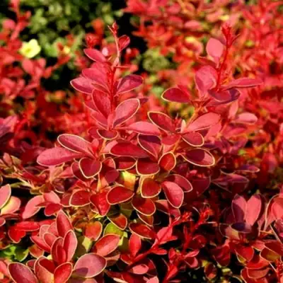 Барбарис КОРАЛ тунберга в Могилёве