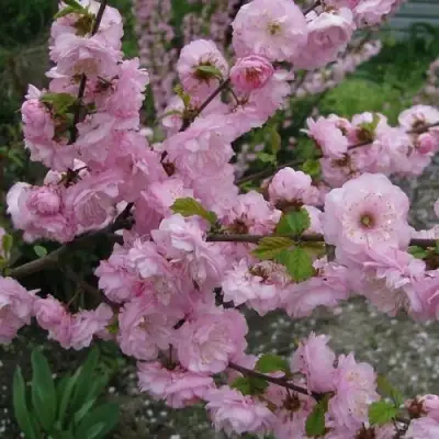 Миндаль ТРЁХЛОПАСТНЫЙ (луизеания) в Могилёве