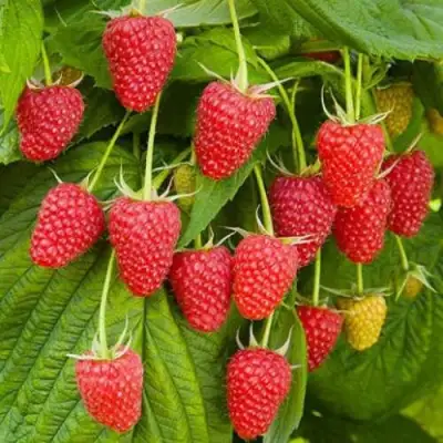 Малина БРУСВЯНА в Могилёве