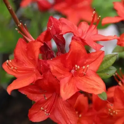 Азалия ПАРКФАЕР листопадная в Могилёве