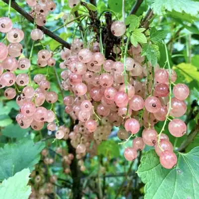 Смородина розовая ГОЛЛАНДСКАЯ РОЗОВАЯ в Могилёве