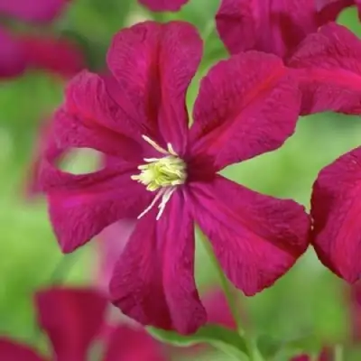 Клематис МАДАМ ДЖУЛИЯ КОРРЕВОН в Могилёве