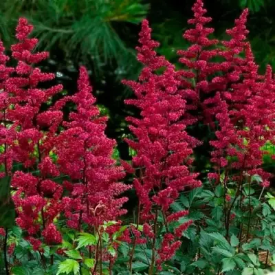 Астильба БУРГУНДИ РЕД Арендса в Могилёве