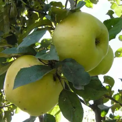 Яблоня АНТОНОВКА ОБЫКНОВЕННАЯ в Могилёве