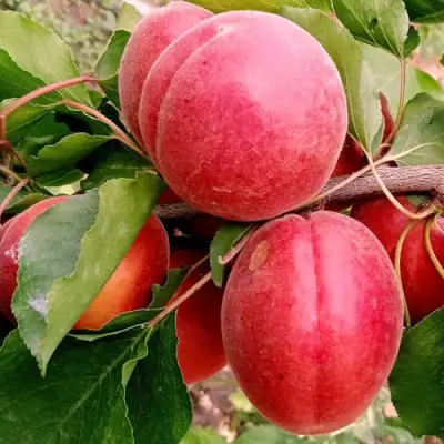 Абрикос РУБИСТА в Могилёве