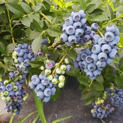 Голубика ОСОРНО в Могилёве