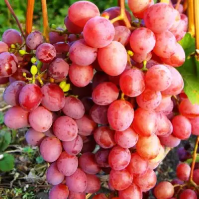 Виноград КИШМИШ КРАСНЫЙ в Могилёве