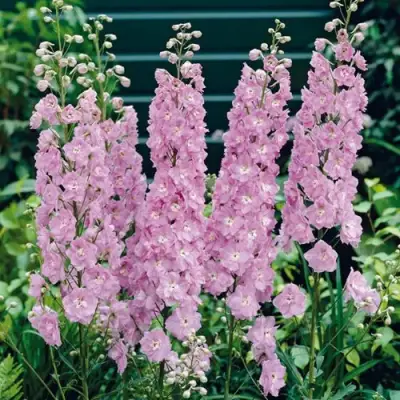 Дельфиниум ПЕТТИКОУТ гибридный в Могилёве