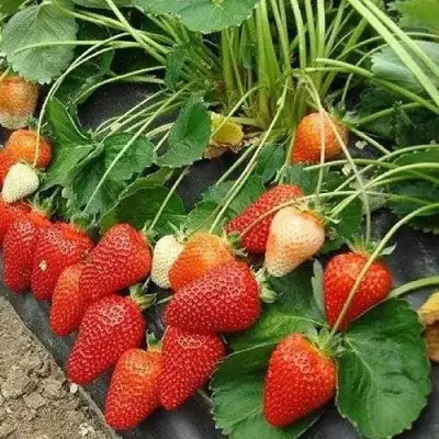 Клубника РОКСАНА в Могилёве