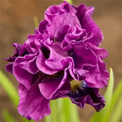 Ирис БАНДЛ ОВ ДЖОЙ сибирский в Могилёве