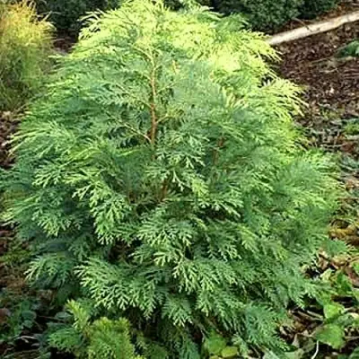 Кипарисовик САНКИСТ лавсона в Могилёве