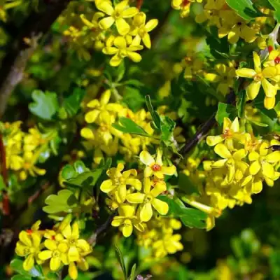 Смородина золотистая ВИШНЕВАЯ в Могилёве