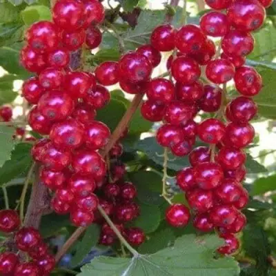 Смородина красная ПУРПУРНАЯ в Могилёве